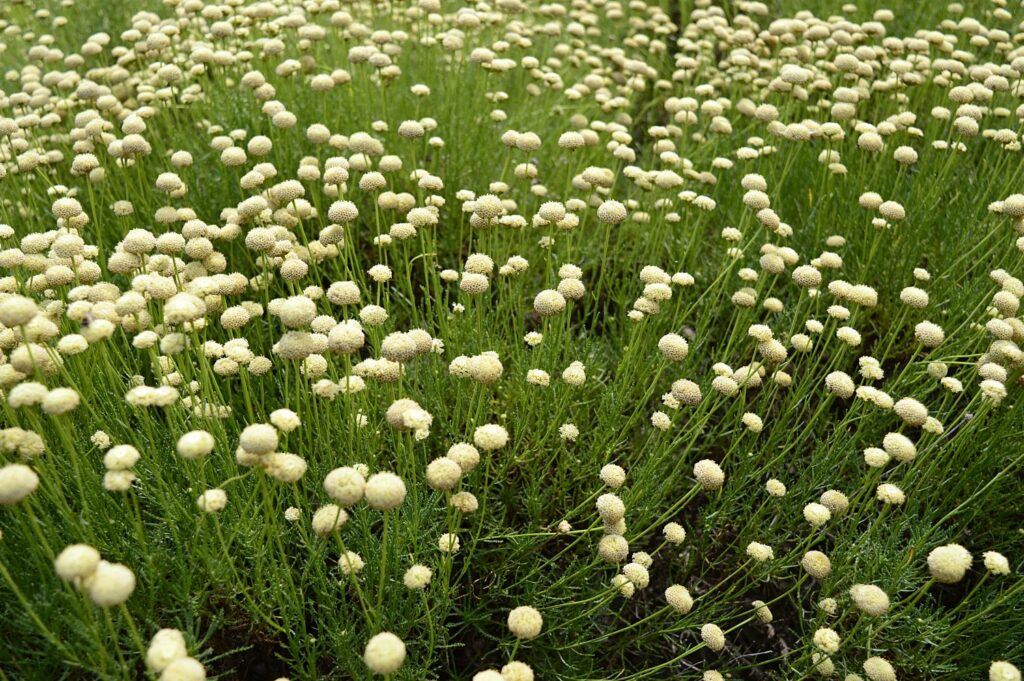 Santolina rosmarinifolia