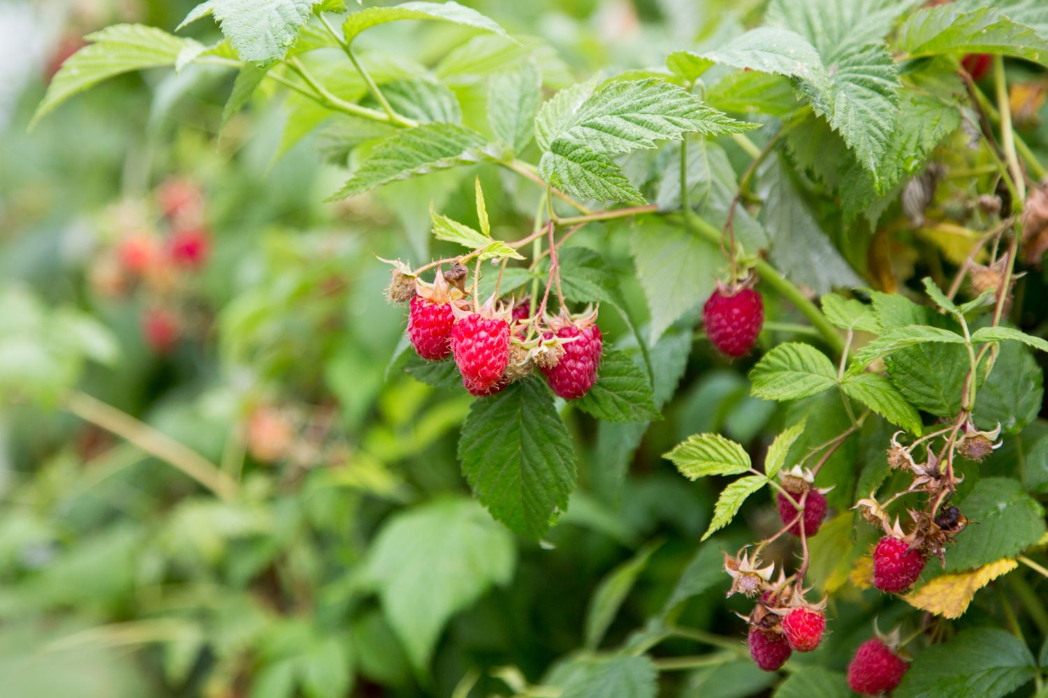 Himbeeren Steckbrief, Pflege & Überwinterung Plantura