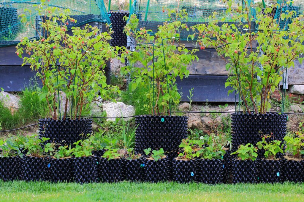 Himbeeren im Kübel