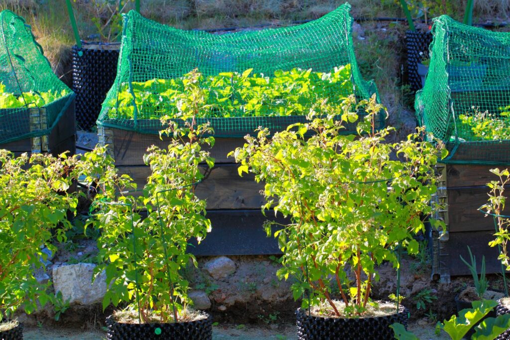 Himbeeren im Topf