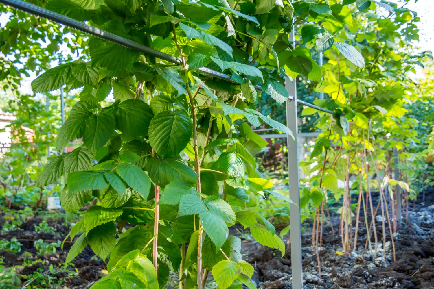 Rankhilfe für Himbeeren Tipps & Anleitung Plantura
