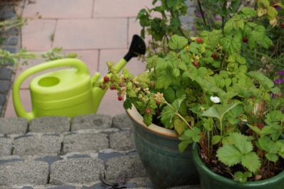 Himbeeren im Topf pflanzen & richtig pflegen
