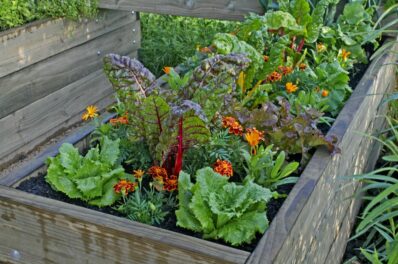 Hochbeet bepflanzen: Jahresplan für Gemüse, Kräuter & Obst