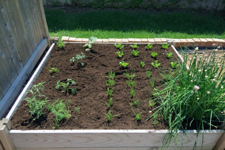 Hochbeet bepflanzen: Jahresplan f&uuml;r Gem&uuml;se & Co - Plantura