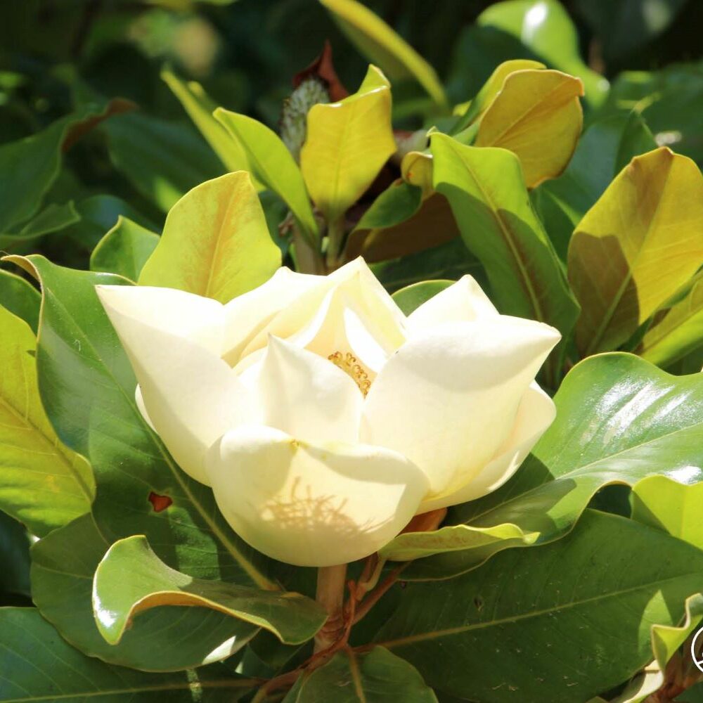 Immergrne Magnolie: Sorten, Schneiden & Co - Plantura