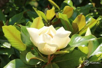 Immergrüne Magnolie: Sorten, Pflege & Überwinterung