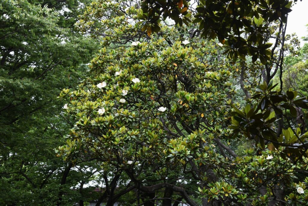Immergrüne Magnolie inmitten anderer Bäume