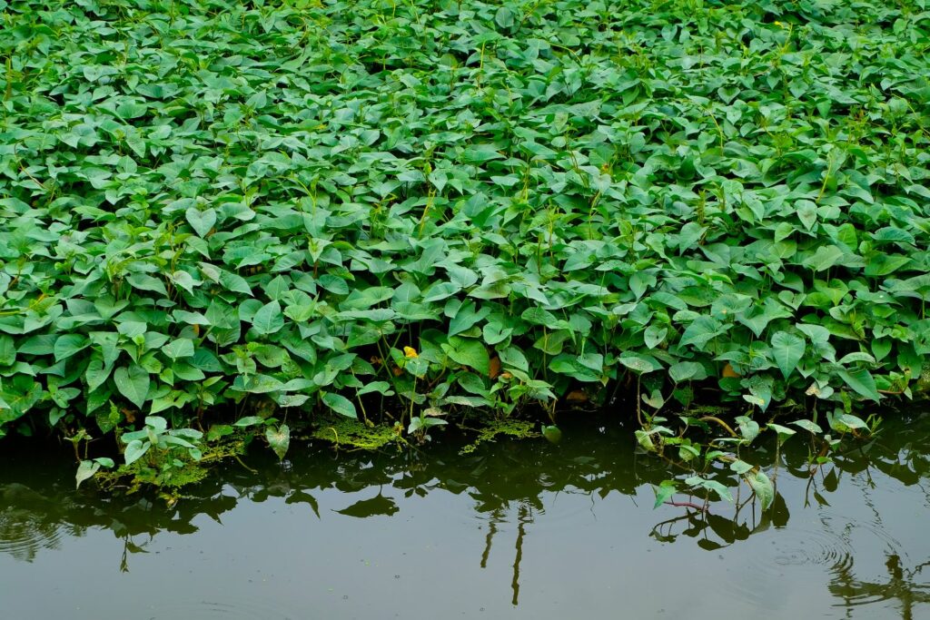 Wasserspinat im Wasser