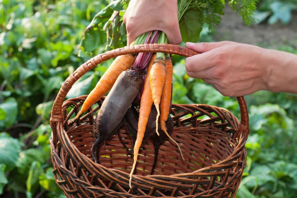 Karotten geerntet im Erntekorb
