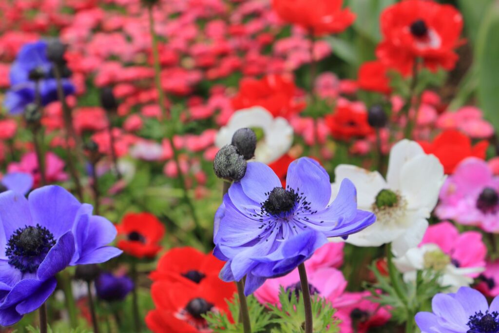 Anemone coronaria im Garten