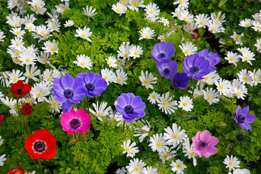 Weiße Kronen-Anemone