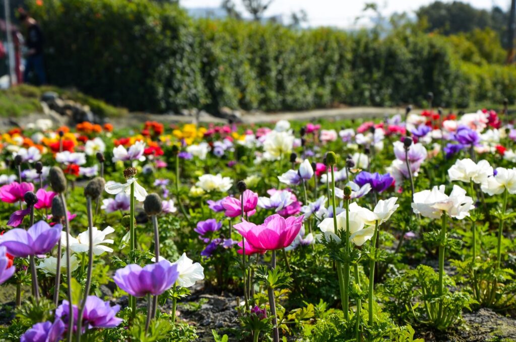 Kronen-Anemone Blütezeit