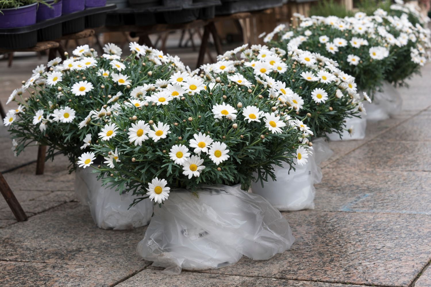 Welche Margeriten sind winterhart? Plantura