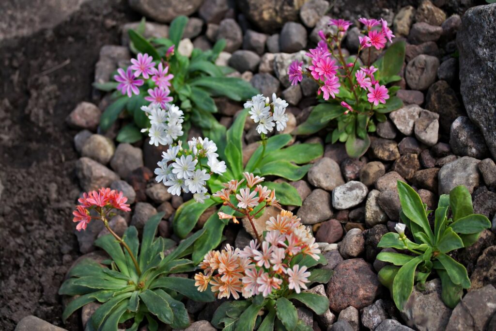 Bunte Lewisia-Blüten