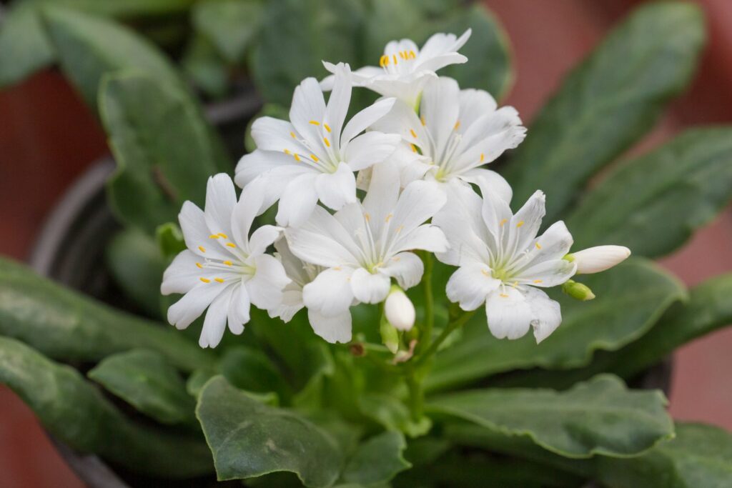 Sorte Lewisia Cotyledon in weiß