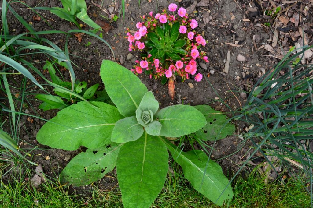 Lewisia bei Frost