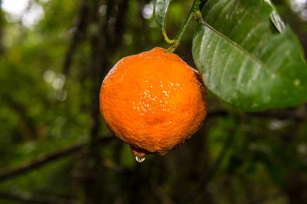 Citrus limonia mit Wassertropfen