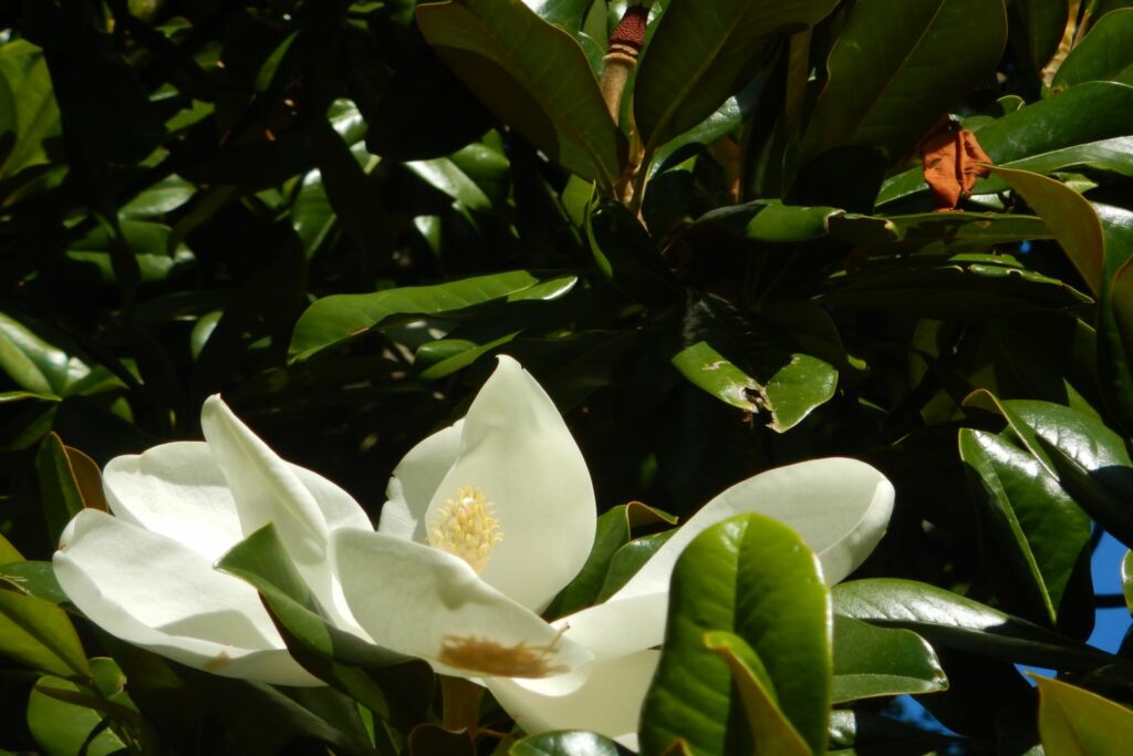 Immergrüne Magnolie der Sorte 'Victoria'