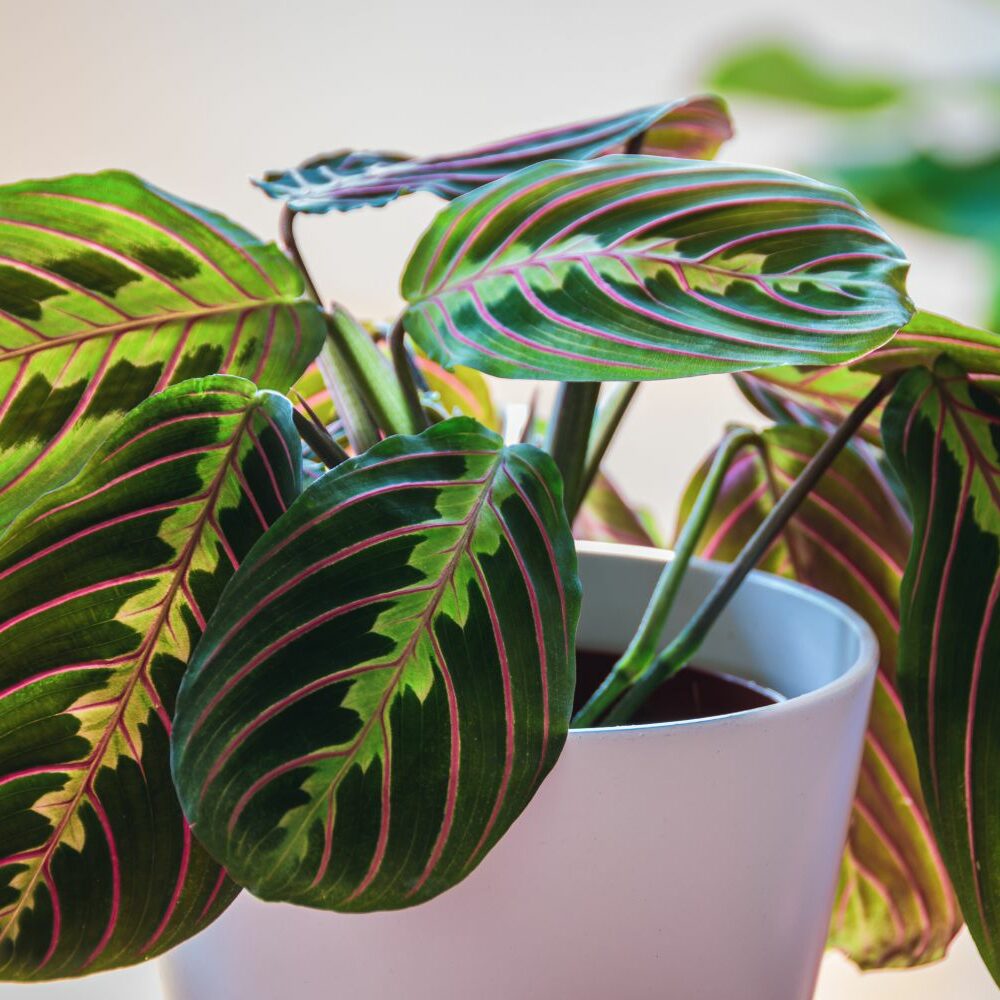 Maranta leuconeura pflegen & vermehren - Plantura