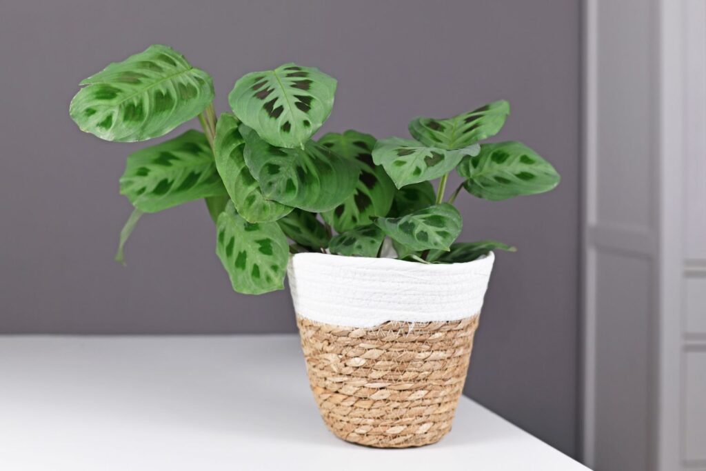 Maranta leuconera-Sorte kerchoveana