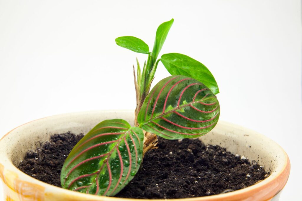 Maranta leuconera-Vermehrung