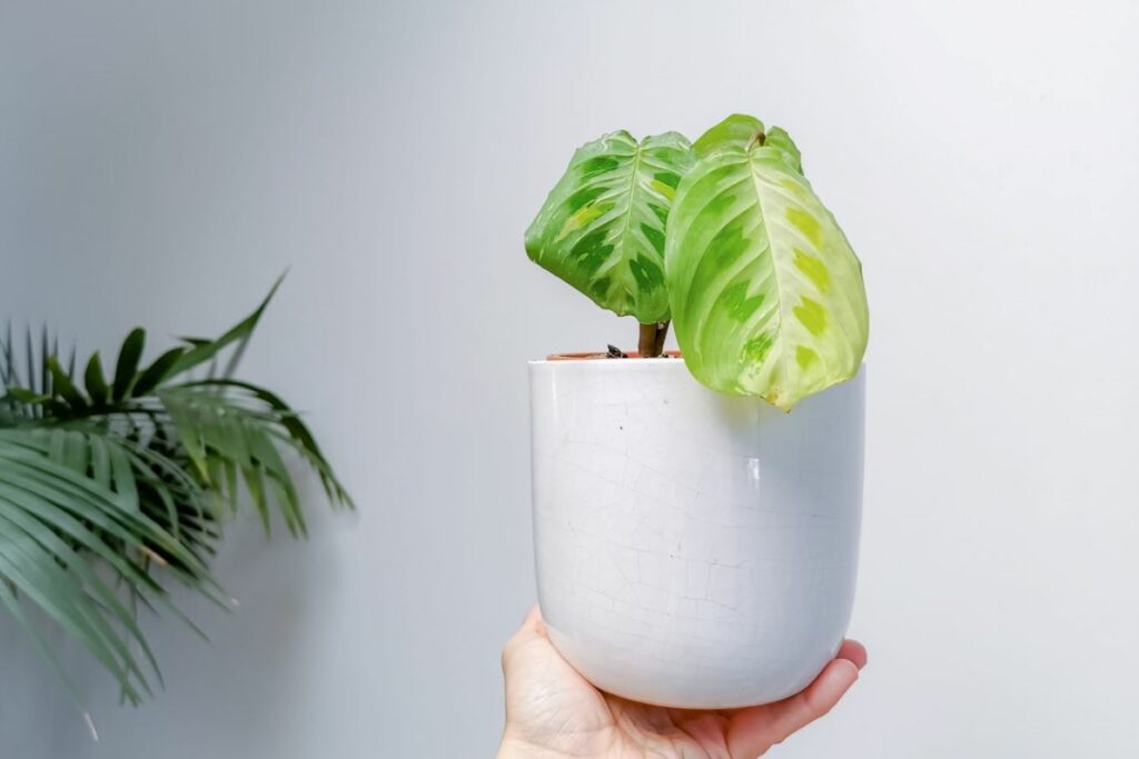 Maranta leuconera-Sorte variegata