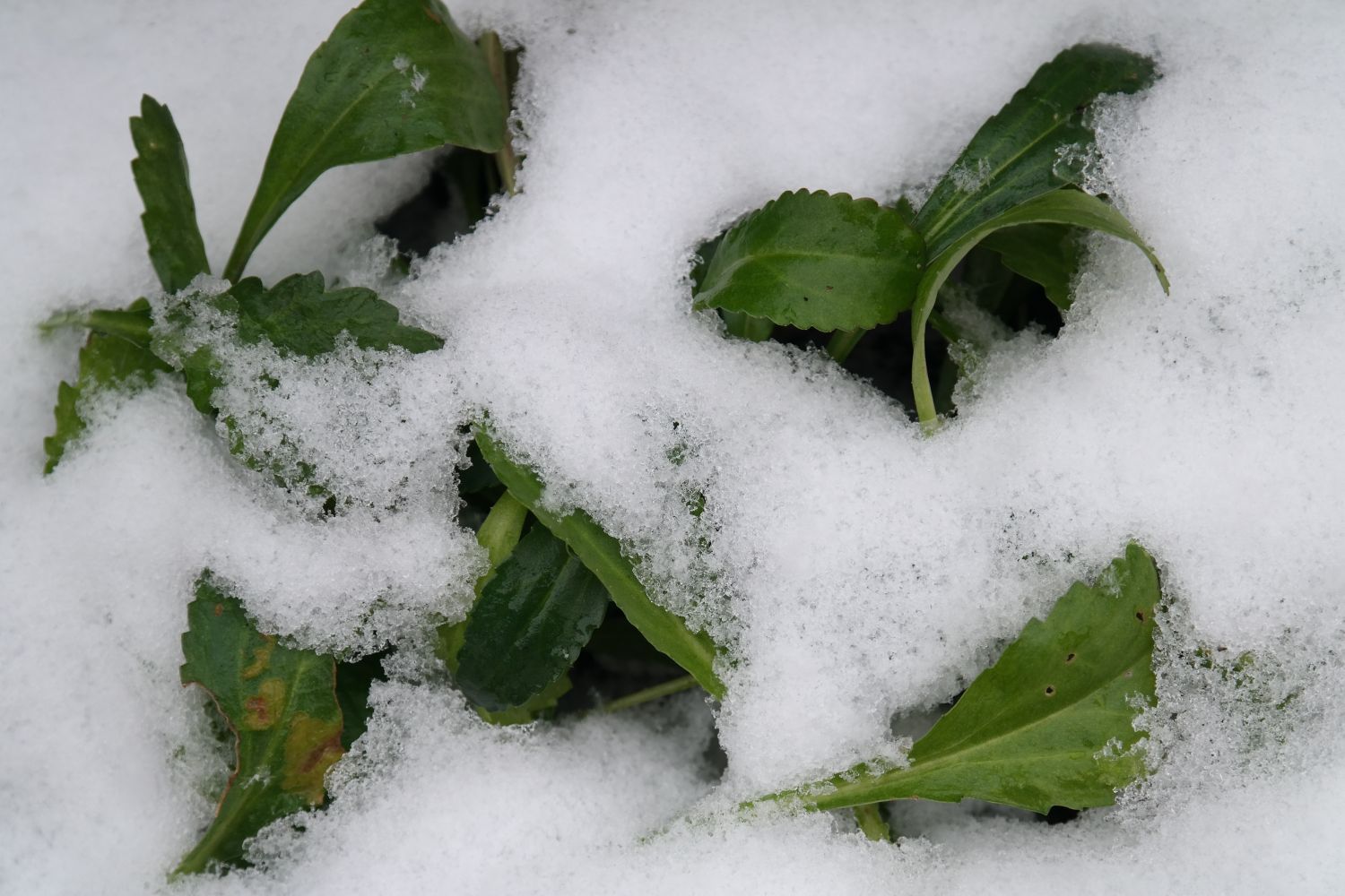 Welche Margeriten sind winterhart? Plantura