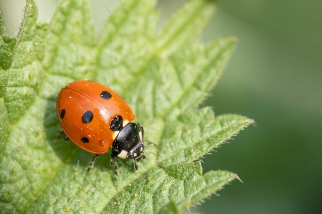 Marienkäfer im Garten