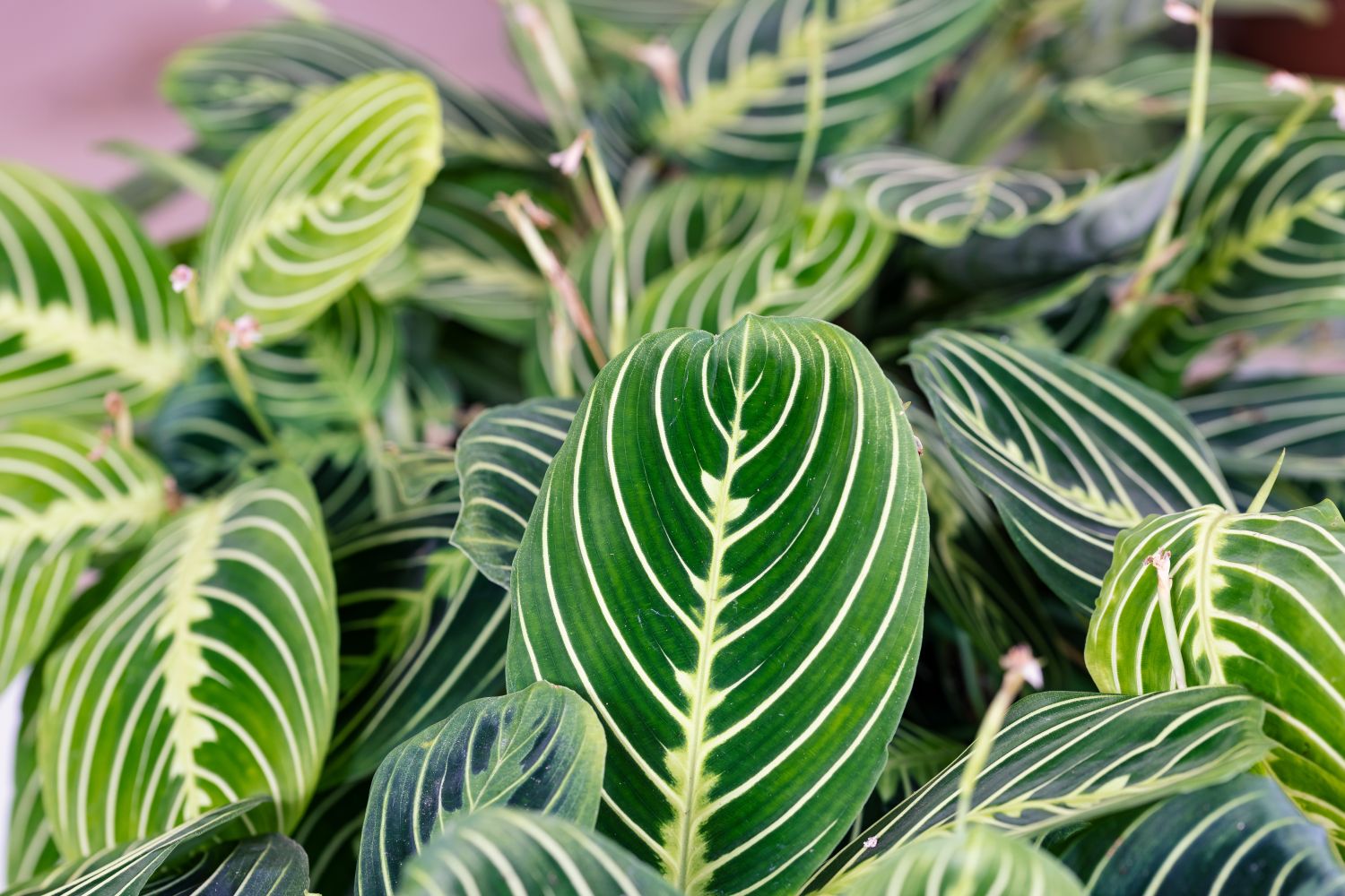 Maranta Lemon Lime Popular house plants, Prayer plant, Calathea plant