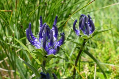 Glockenblumengewächse: Die beliebtesten Arten im Überblick