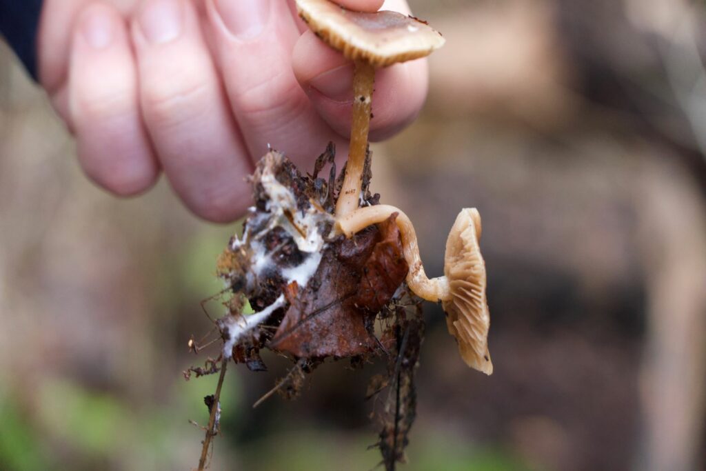 Pilz aus dem Hochbeet