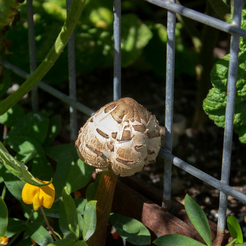 Pilze im Hochbeet: Ursachen & Bekmpfung - Plantura
