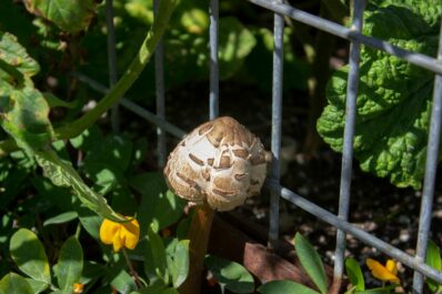 Pilze im Hochbeet: Ursachen & Tipps zum Entfernen