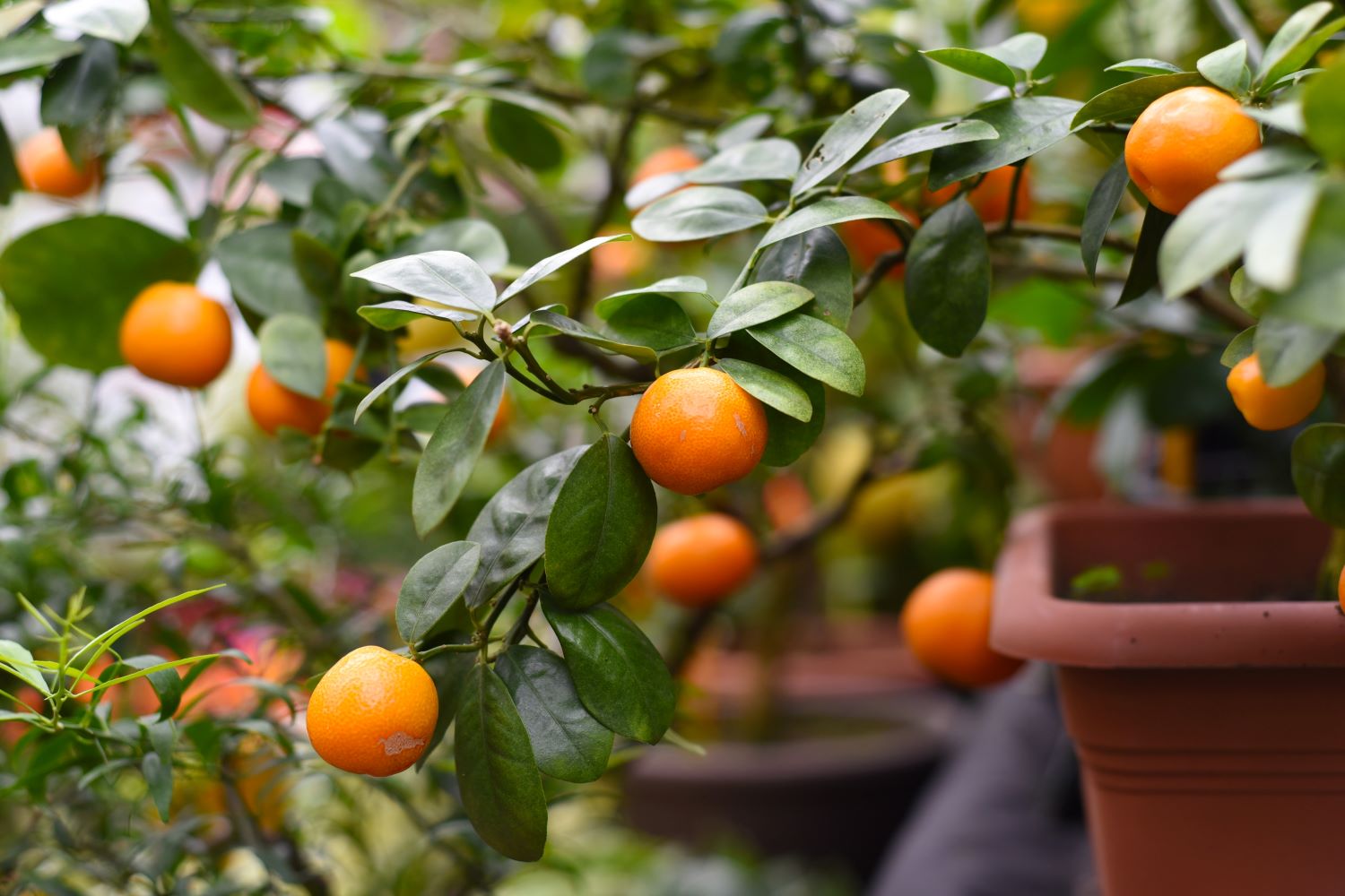 Citrus limonia pflanzen & pflegen Plantura