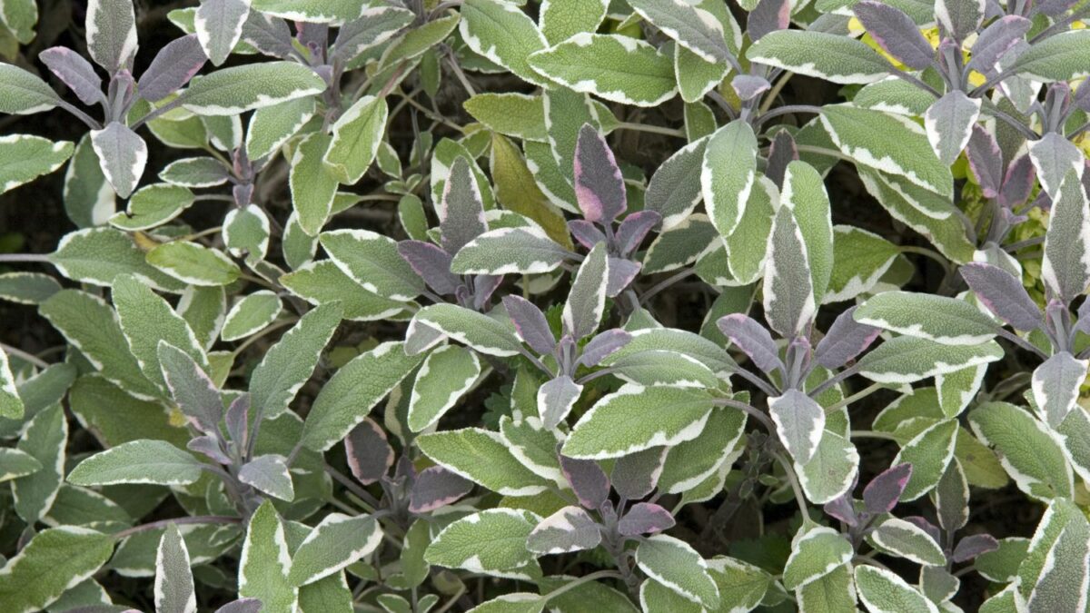 Gartensalbei-Sorten fr Garten & Kche - Plantura