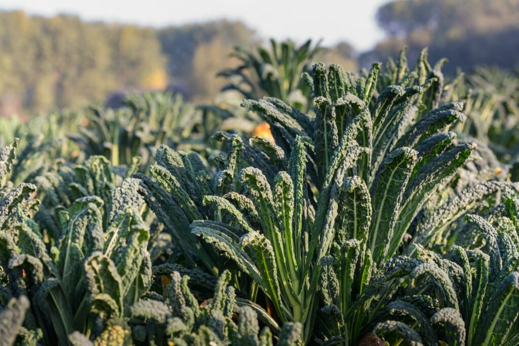 Schwarzkohl auf Feld