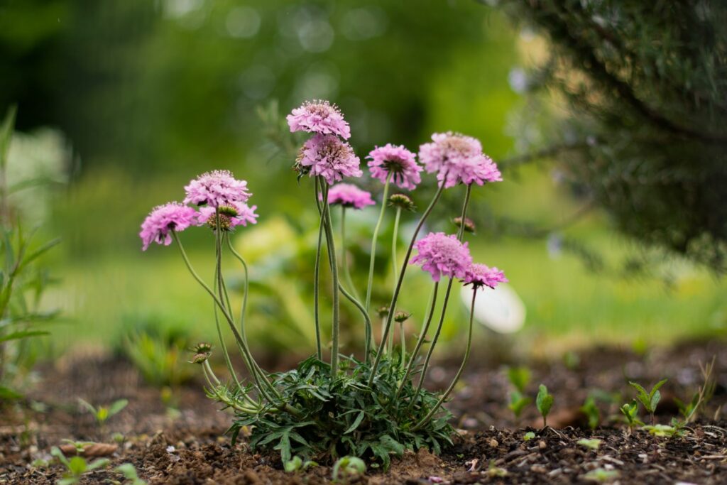 Rosa-blühende Skabiosen