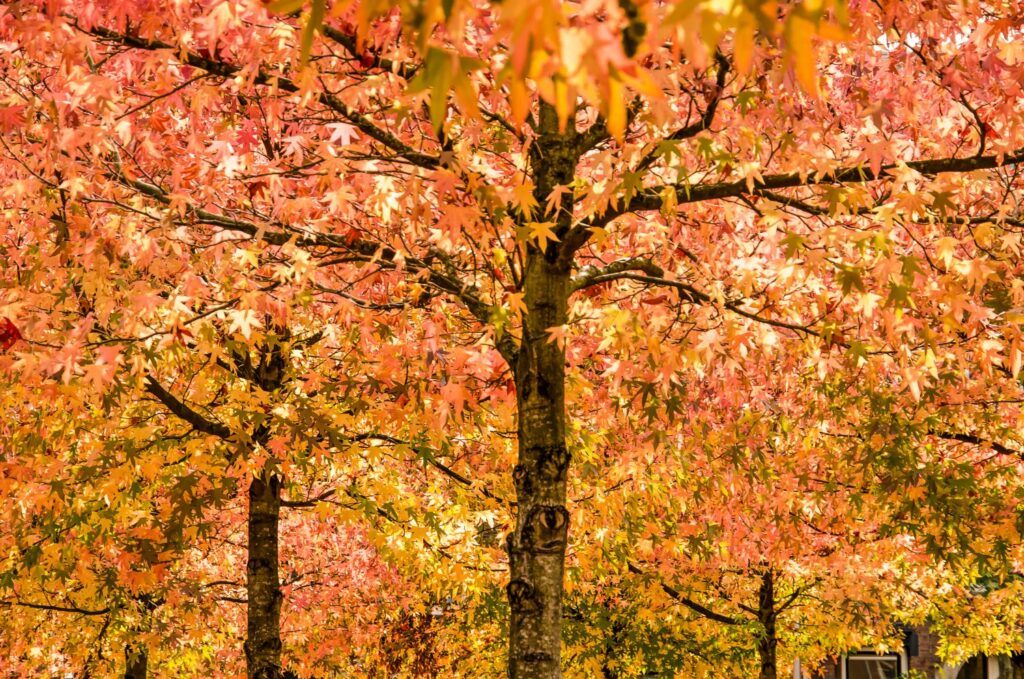 Amberbaum als Spalierbaum