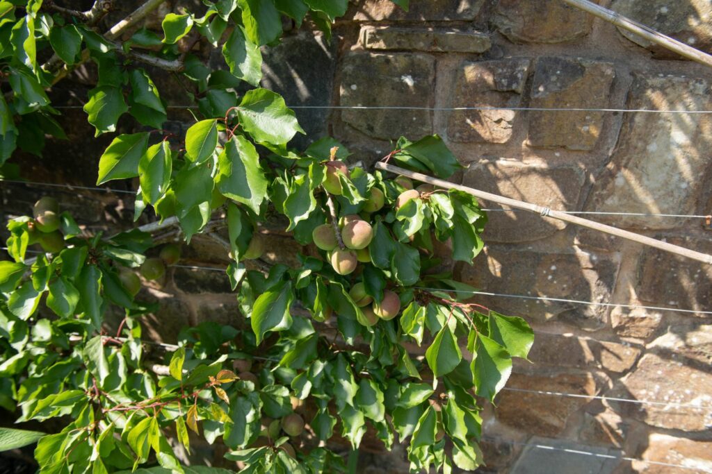 Aprikosenbaum als Spalierbaum