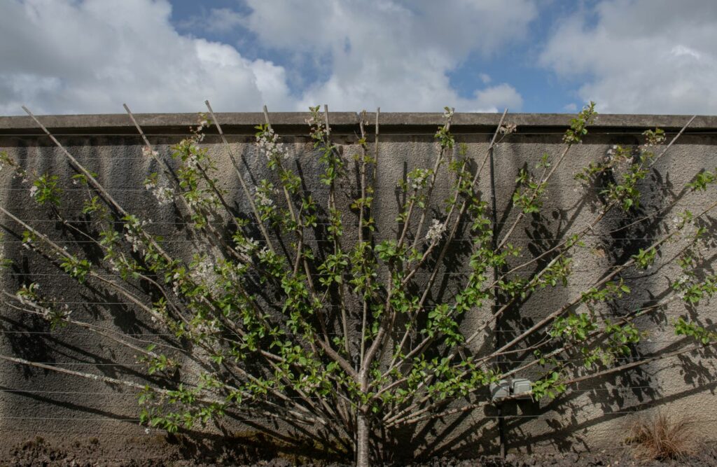 Kirschbaum als Spalierbaum