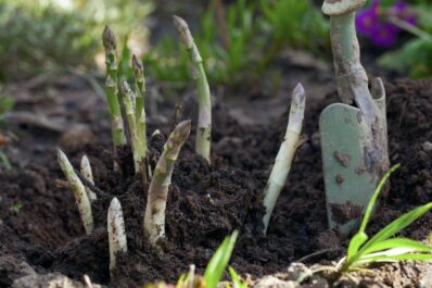 Spargel pflanzen: So klappt der Anbau im Garten