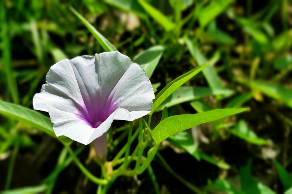 Wasserspinat-Blüte