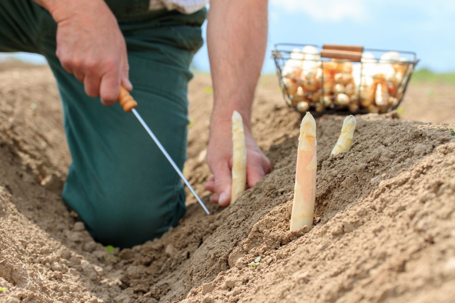 Spargel ernten, lagern & zubereiten Plantura