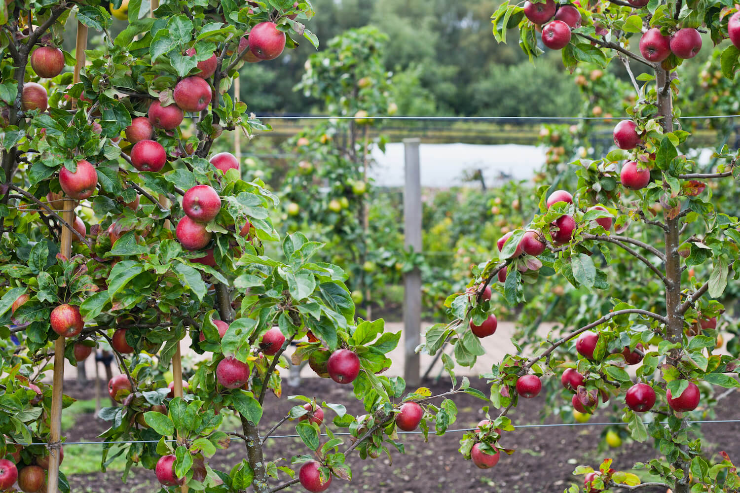 Red Jonaprince Geschmack & Besonderheiten des Apfels