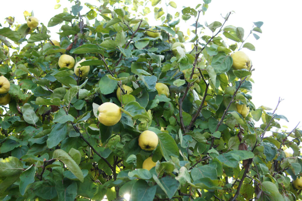 Konstantinopeler Apfelquitte