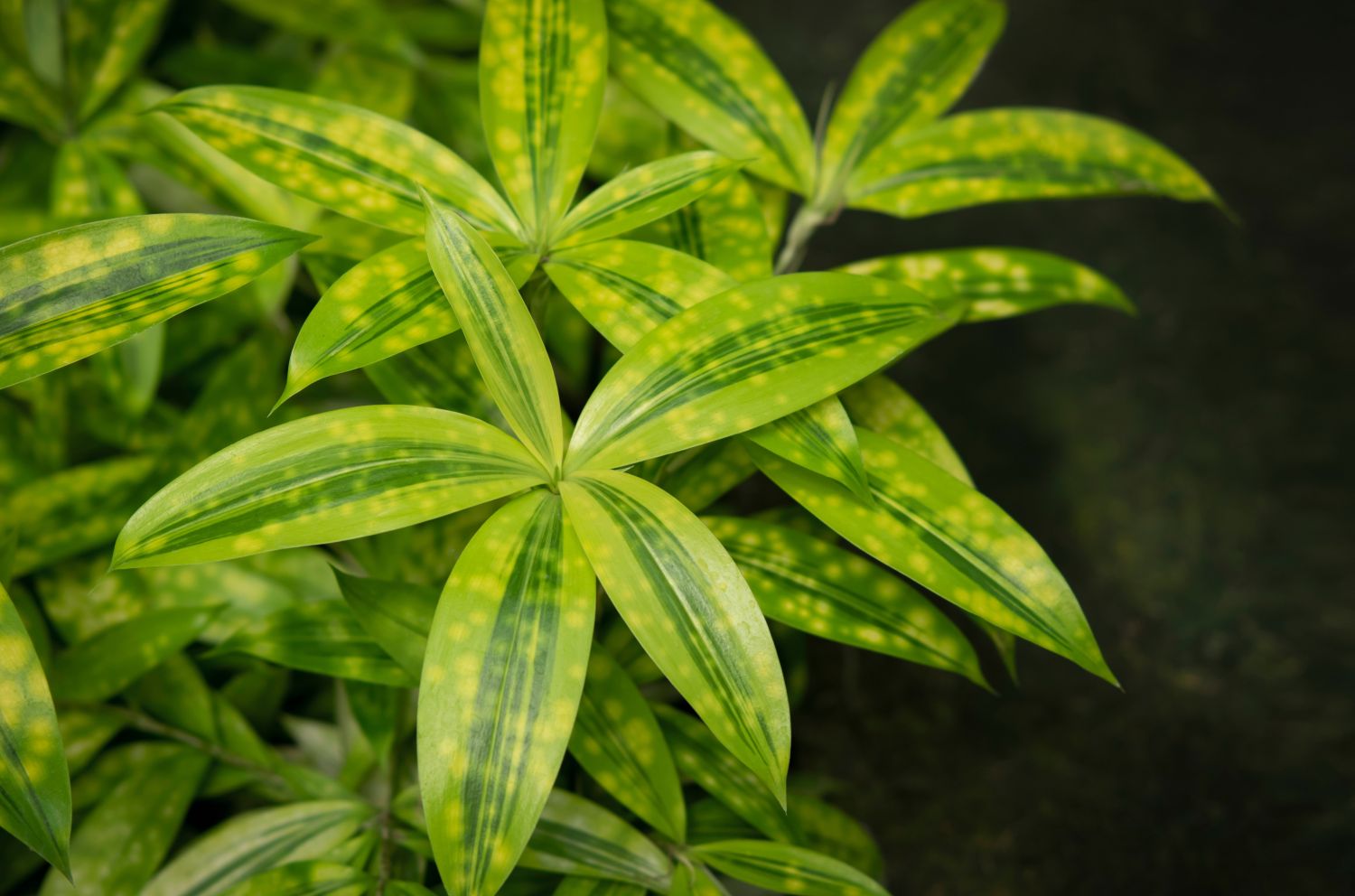 Dracaena surculosa Pflege, Standort & Co Plantura