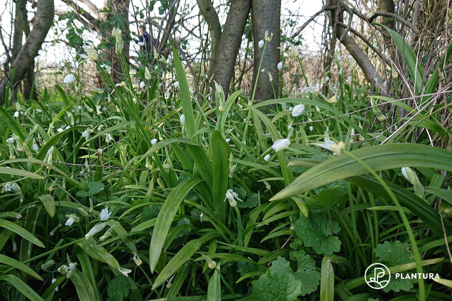 Wunderlauch: Erkennen, Anbauen & Vermehren
