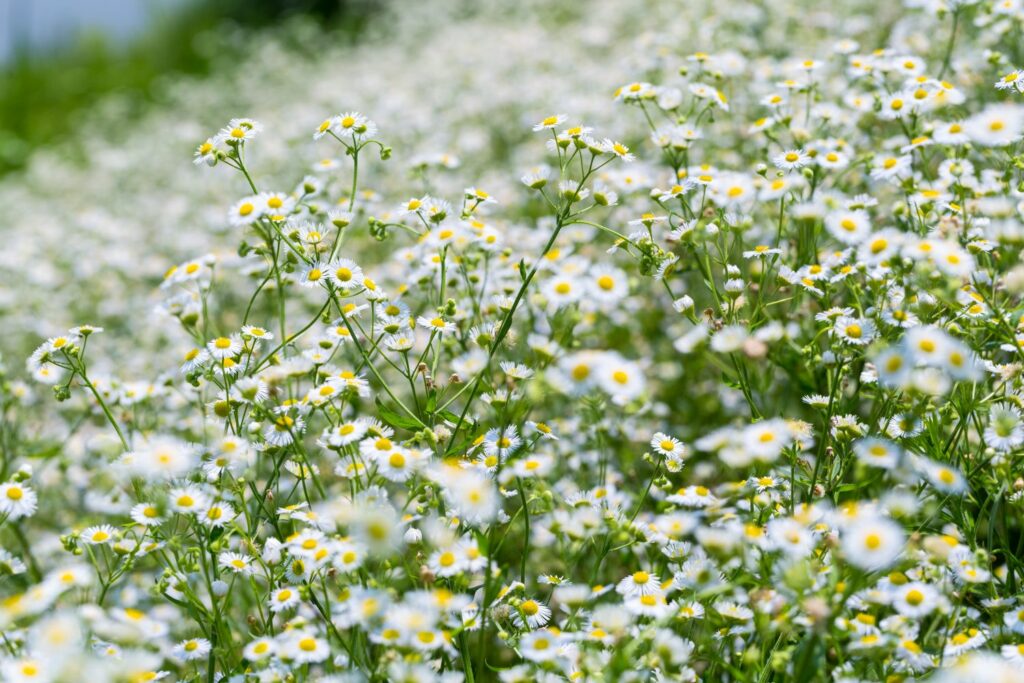 Weiße Blüten des Berufkraut