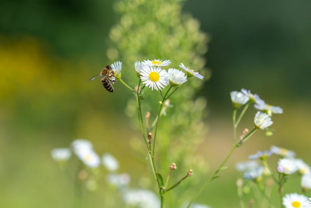 Insect friendly species of erigeron