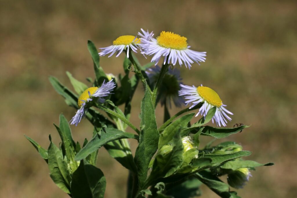 Berufkraut Erigeron